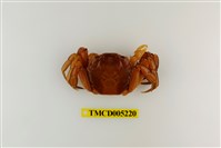 藏品(臺灣扁絨螯蟹)的圖片